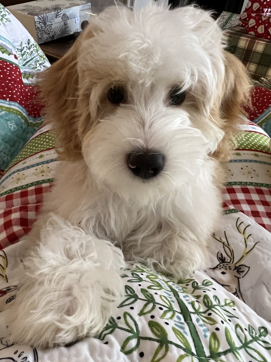 Adoptable Mini Labradoodle Puppies and Dogs