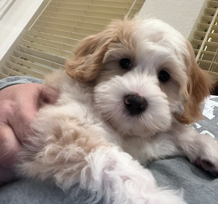 Find Your Mini Labradoodle Puppies and Dogs