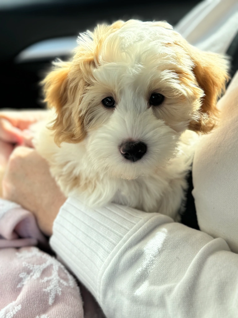 Puppies - Dignity Labradoodles